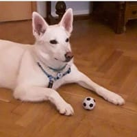 Wunderschöner FLOCKI sucht Zuhause, Hund zur Adoption