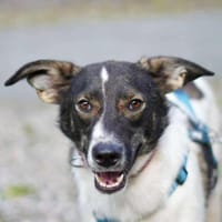 Lieber MARSHALL sucht sein Für-Immer-Zuh, Hund zur Adoption
