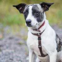 Süsse KLARA sucht ihr Für-Immer-Zuhause, Hündin zur Adoption