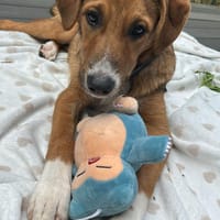 Matti wartet auf seine Herzensmenschen, Hund zur Adoption