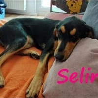 Selina2 aufgeschlossene Hündin 9/24 DE, Hündin zur Adoption