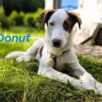 Donut neugieriger Junghund 12/24 in DE, Hund zur Adoption