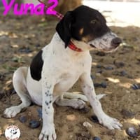 Yuna2 verschmust und gesellig 05/24 DE, Hündin zur Adoption