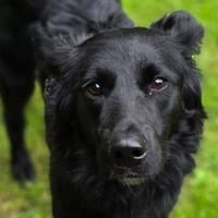 CONNIE hofft auf eine eigene Familie, Hündin zur Adoption