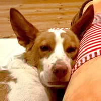 Teddy3 sucht ein Zuhause, Hund zur Adoption