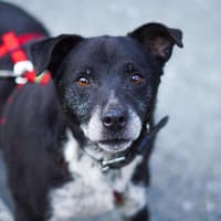 Senior BOWIE sucht liebes Zuhause, Hund zur Adoption