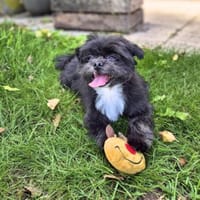 Elvis - verspielt&anhänglich, Hund zur Adoption