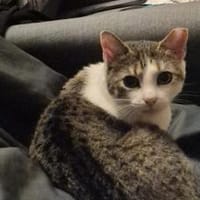 Duffy sucht Menschen mit Katzenverstand, Kater zur Adoption