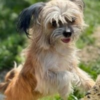 Mini-Lolita  eine sensible Schönheit..., Hündin zur Adoption