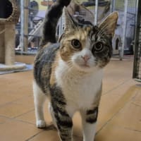 Mimmi, Katze zur Adoption