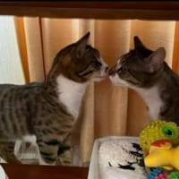 Malysh & Pauli - freundliche Rabauken, Kater zur Adoption