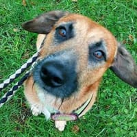 Taro ❤ wartet in 24885 Sieverstedt, Hund zur Adoption