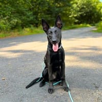 Lilly - intelligent&lernwillig, Hündin zur Adoption
