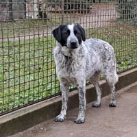 Perla, Hündin zur Adoption