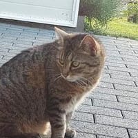 liebevolle Leni im Rheingau, Katze zur Adoption