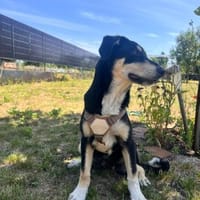 Ajax - schüchtern und verschmust, Hund zur Adoption