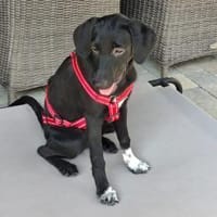 Clara - Verspielte Kuschelmaus, Hündin zur Adoption
