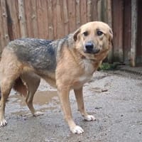 Alisa, Hündin zur Adoption