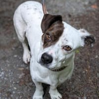 Klein♥Abbie♥Schmusemaus 63820 Elsenfeld, Hündin zur Adoption