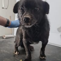 Rudi, kleines Herz auf kurzen Beinchen ., Hund zur Adoption