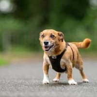 Fyn - freundlich&eigenwillig, Hund zur Adoption