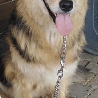 ANDOR - WUSCHEL sucht Zuhause, Hund zur Adoption