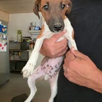 🐾🐶 Paul sucht ein liebevolles Zuhause, Hund zur Adoption