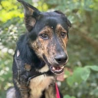 Finn - sozial und lernwillig, Hund zur Adoption