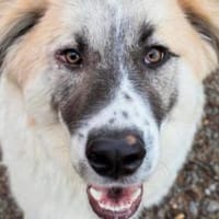 Neues Zuhause für Steven gesucht, Hund zur Adoption