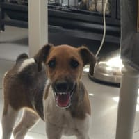 🐶❤ KLEINE Paula SUCHT EIN ZUHAUSE ❤🐾, Hündin zur Adoption