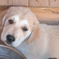Tarik - wundervoller Labbimix sucht Zuha, Hund zur Adoption
