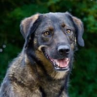Scooby wartet in 74391 Erligheim!, Hund zur Adoption