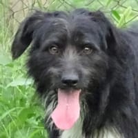 COOPER wartet schon lange, Hund zur Adoption