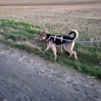 DAYANARA - gern aktiv, sehr verträglich, Hündin zur Adoption