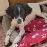 Gaby  Happy-Home  gesucht, Hündin zur Adoption