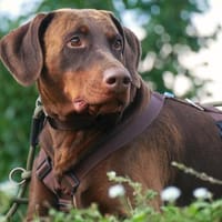 Ace - ein Tollpatsch, Hund zur Adoption