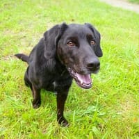 Picasso - freundlich&kinderlieb, Hund zur Adoption