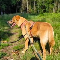Spiky - ist sehr verschmust, Hund zur Adoption
