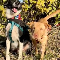 Ted & Millie - Freunde fürs Leben, Hund zur Adoption