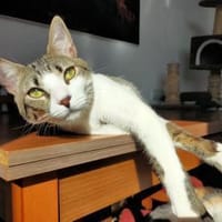 GUZ - entzückender und einnehmender Bube, Kater zur Adoption