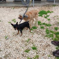 Dream team möchte zusammen bleiben, Hündin zur Adoption