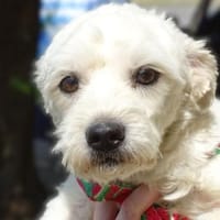 Kleine Kerlchen MARVIN, Hund zur Adoption