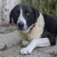 Bezaubernde Grace sucht Körbchen, Hündin zur Adoption