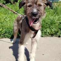 Rudi 50 cm ca 9 mon., Hund zur Adoption