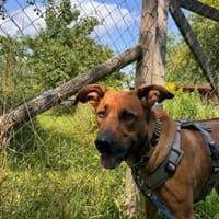 Tilly sucht ein Zuhause, Hündin zur Adoption
