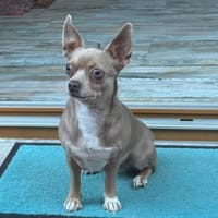 Izabella in 64546 Mörfelden #, Hündin zur Adoption