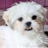 Indy in 69126 Heidelberg #, Hund zur Adoption