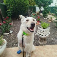 Dreibeinige, tolle Creta sucht Familie, Hündin zur Adoption