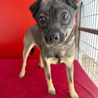 ❤ MAKI - Liebe auf den 2. Blick? ❤, Hündin zur Adoption