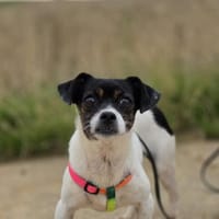 Burbuja, Hündin zur Adoption